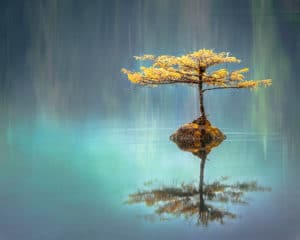 single tree in a lake