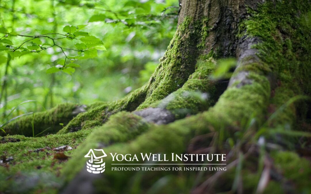 Yoga Well Institute_Yoga Well_Viniyoga_Yoga Therapy