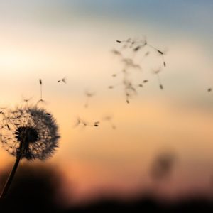The Application of Meditation