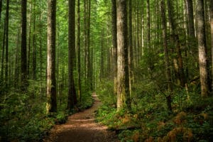 Tall trees and natural path