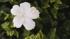 Ayurveda for Women