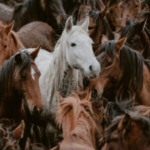 Patañjali’s Yogasūtra